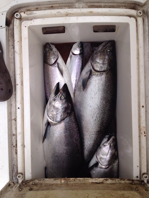 Salmon Express Charters | 80 Lighthouse Rd, St. Catharines, ON L2N 7P5, Canada | Phone: (416) 931-7693