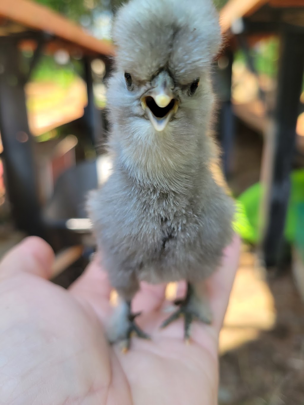 The Little Silly Goose Therapeutic Farm | 62 Station Road Extension, Western Shore, NS B0J 3M0, Canada | Phone: (902) 402-8443