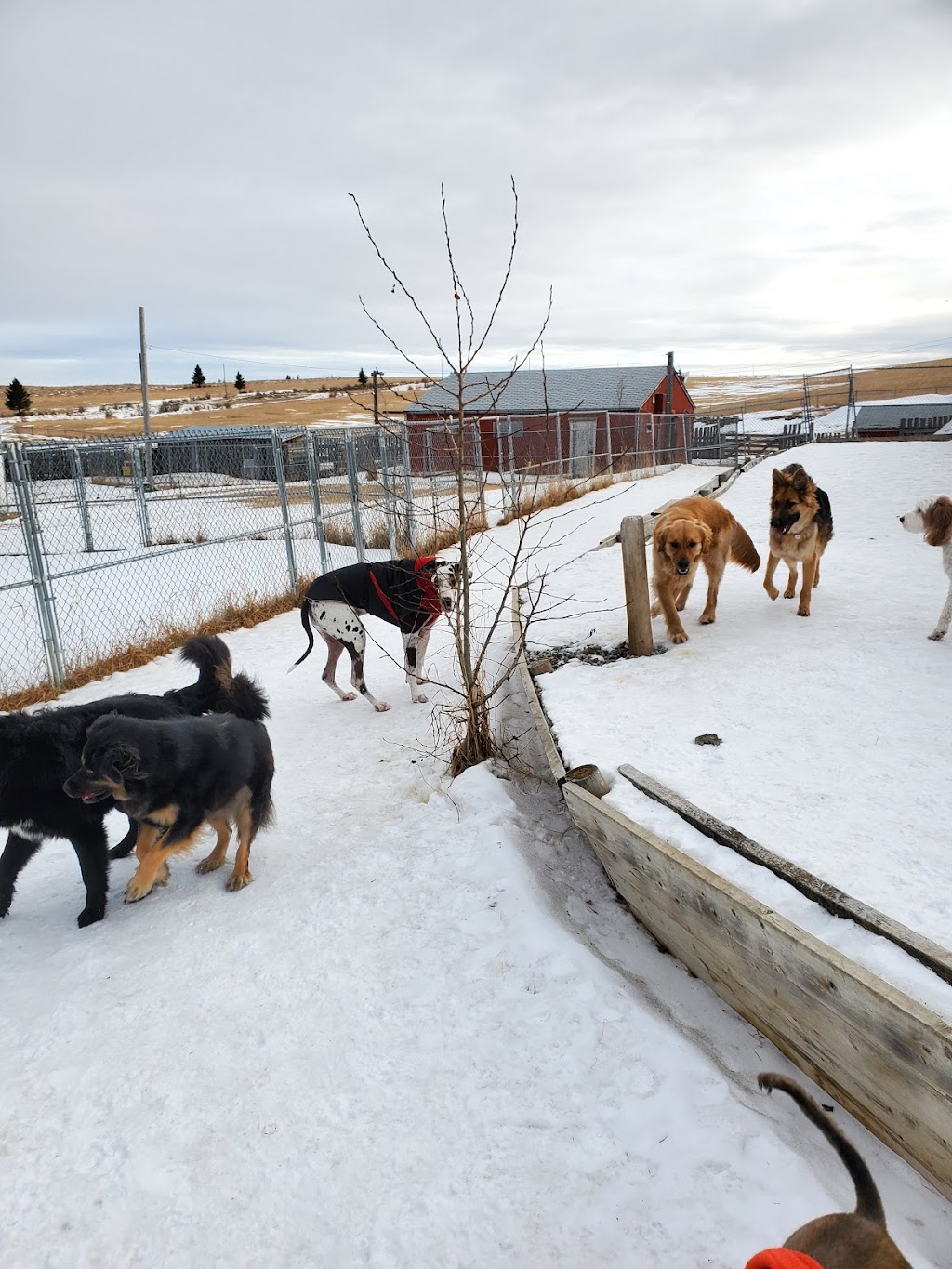 Sunset Ridge Veterinary Clinic | 101 Sunset Dr #5105, Cochrane, AB T4C 0W7, Canada | Phone: (403) 981-1515