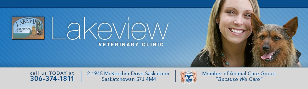 VCA Canada Lakeview Animal Hospital | 1945 McKercher Dr #2, Saskatoon, SK S7J 4M4, Canada | Phone: (306) 374-1811