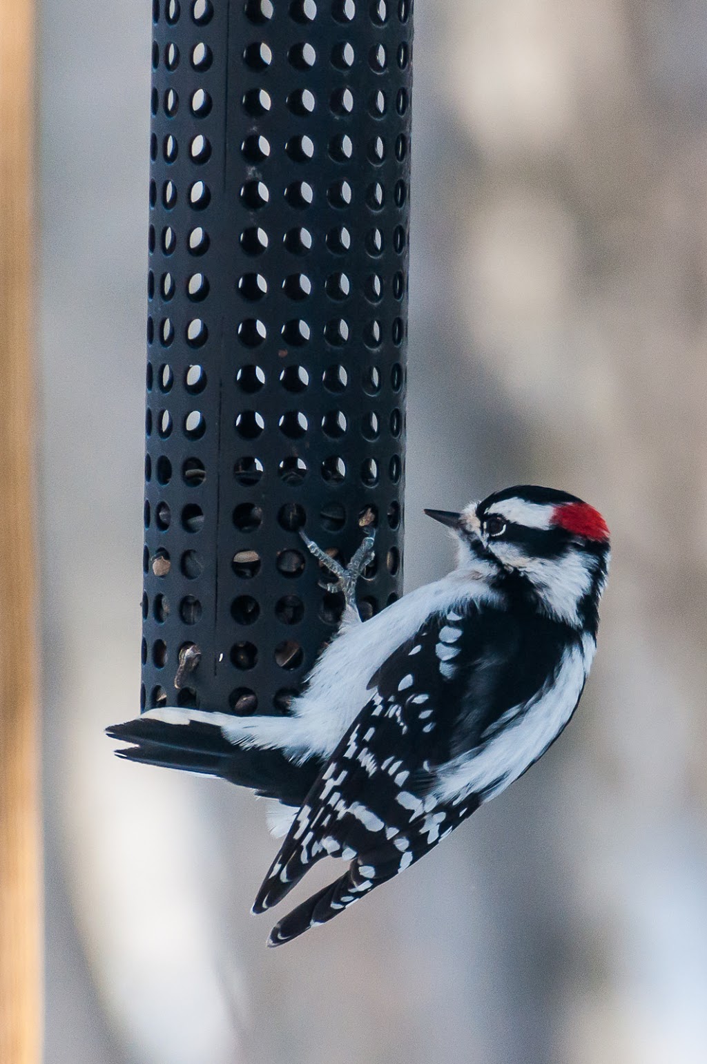 Beaverhill Bird Observatory | Township Rd 510, Tofield, AB T0B 4J0, Canada | Phone: (587) 783-9188