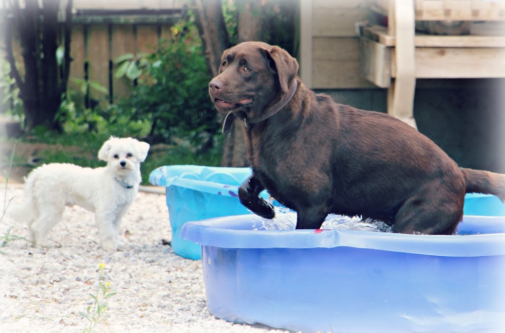 Pension Animale Tourlognon | 220 Chemin Ste Catherine, Baie-Saint-Paul, QC G3Z 2E5, Canada | Phone: (418) 435-6549