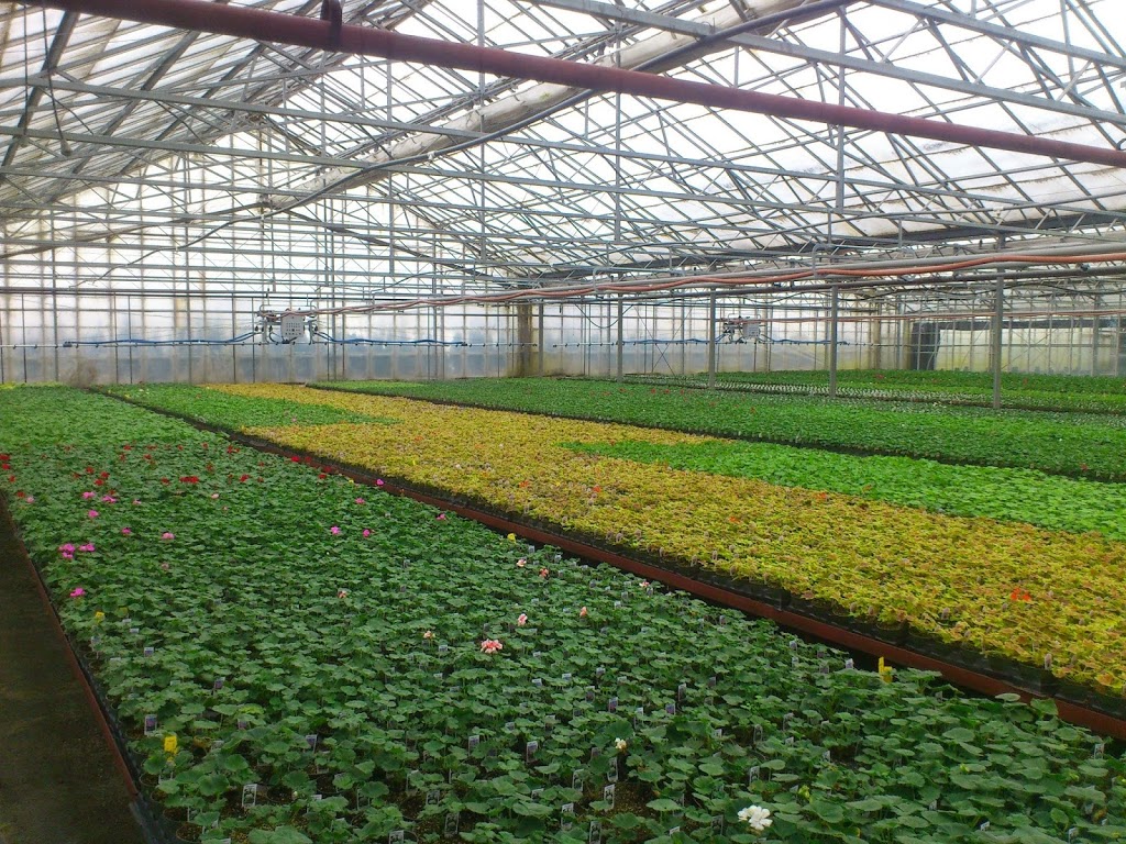 Grootendorsts Flowerland Nursery | 6360 Number 7 Rd, Richmond, BC V6W 1E9, Canada | Phone: (604) 273-3013