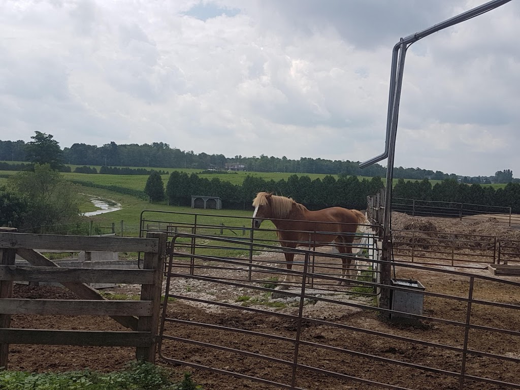 St. Jacobs Horse Drawn Tours | 1222 Apple Grove Rd, Waterloo, ON N2J 4G8, Canada | Phone: (519) 500-5168