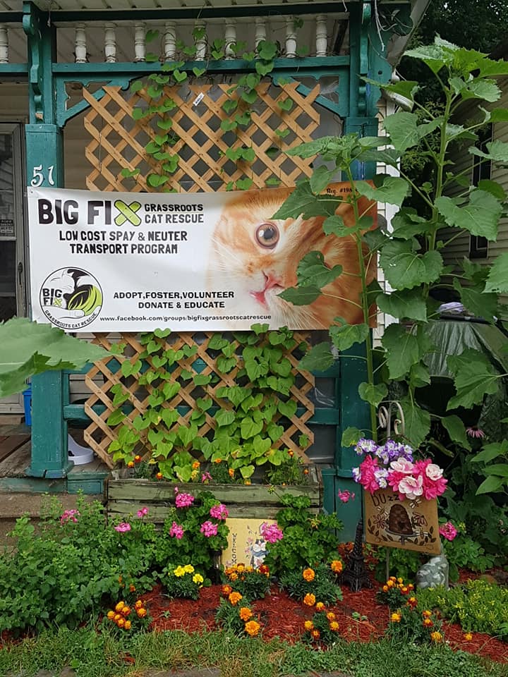 Big Fix Grassroots Cat Rescue | by appointment only, Edgar St, Chatham-Kent, ON N7M 1V6, Canada | Phone: (519) 809-9710