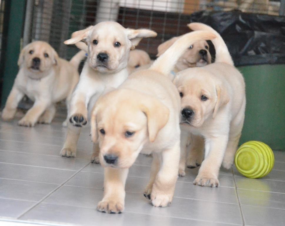 Canadian Friends of the Israel Guide Dog Center | 4600 Bathurst St #465, North York, ON M2R 3V3, Canada | Phone: (416) 577-3600