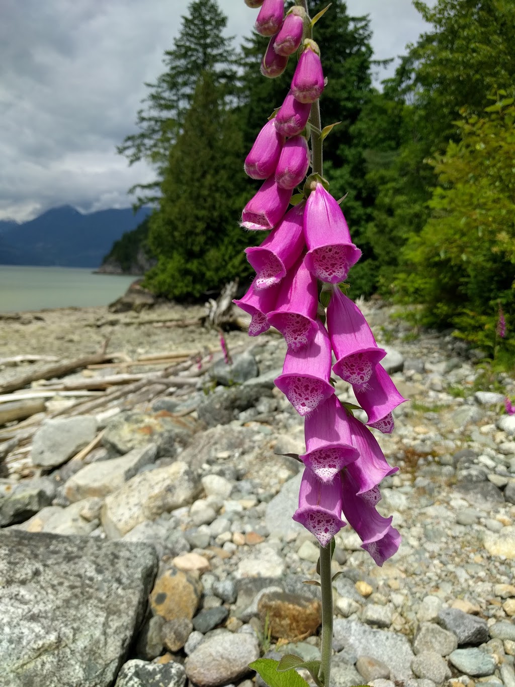 Furry Creek Dive Site | Beach Dr, Squamish-Lillooet D, BC, Canada