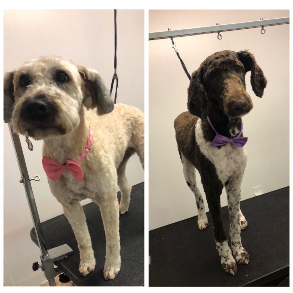 Missy’s Luxury Dog Grooming | 224 Sixth Ave, Woodstock, ON N4S 2H2, Canada | Phone: (226) 883-0233