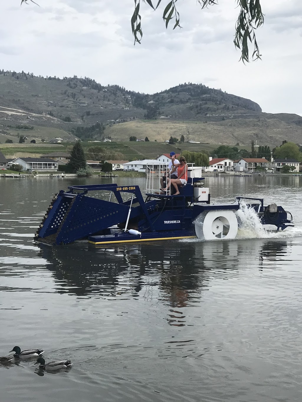 Trueshore Aquatic Milfoil Harvesting service’s | 38 Solana Key Ct, Osoyoos, BC V0H 1V3, Canada | Phone: (250) 495-2384