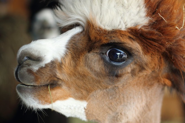 Serendipity Farm and Sanctuary - Alpacas & Llamas | 929 S Lavant Rd, Lanark, ON K0G 1K0, Canada | Phone: (613) 259-3304