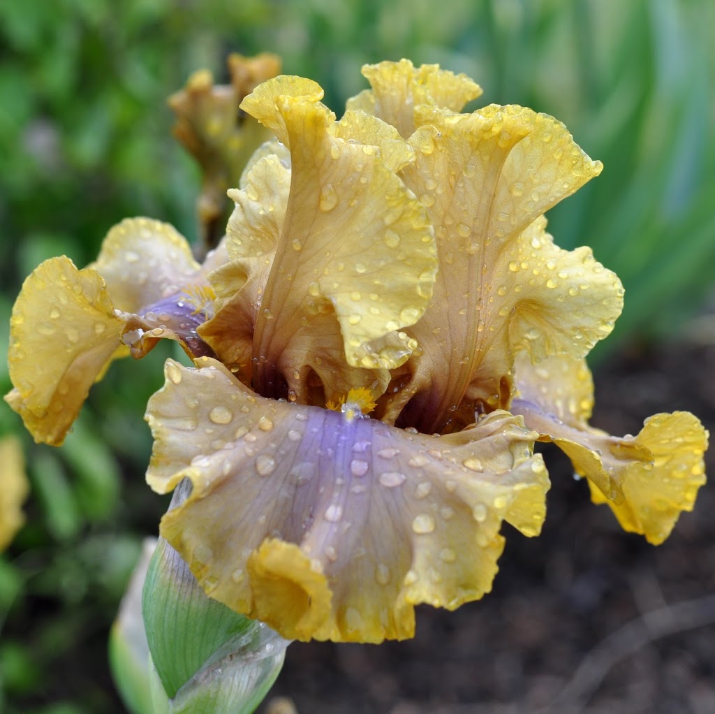 Hillside Irises | 2242 Ferko Rd, Cawston, BC V0X 1C2, Canada | Phone: (250) 499-1977