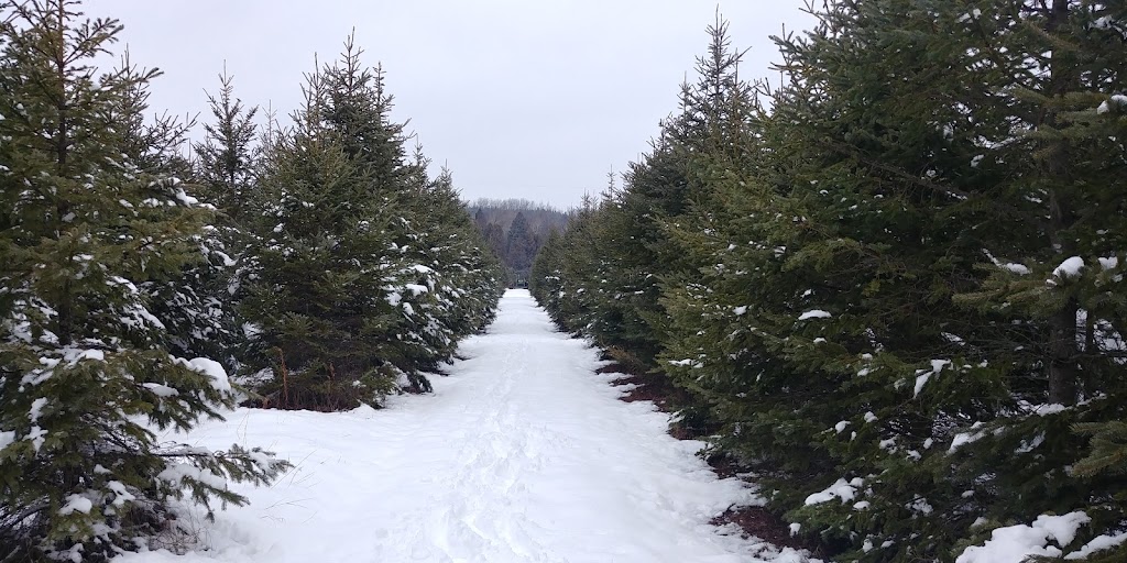 Fandango Christmas Tree Farm | 954208 7 Line EHS, Orangeville, ON L9W 6E9, Canada | Phone: (416) 970-5473