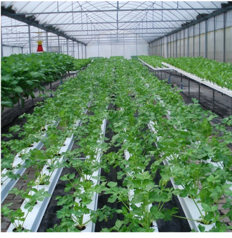 Freshi Greenhouses Ltd | 59360 Range Rd 191, Waskatenau, AB T0A 3P0, Canada | Phone: (780) 982-8831