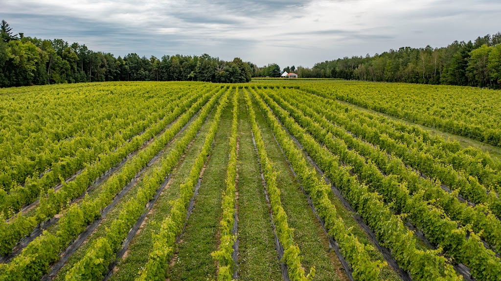 Vignoble Côte De Vaudreuil | 2692 Rte Harwood, Vaudreuil-Dorion, QC J7V 8P2, Canada | Phone: (450) 424-1660