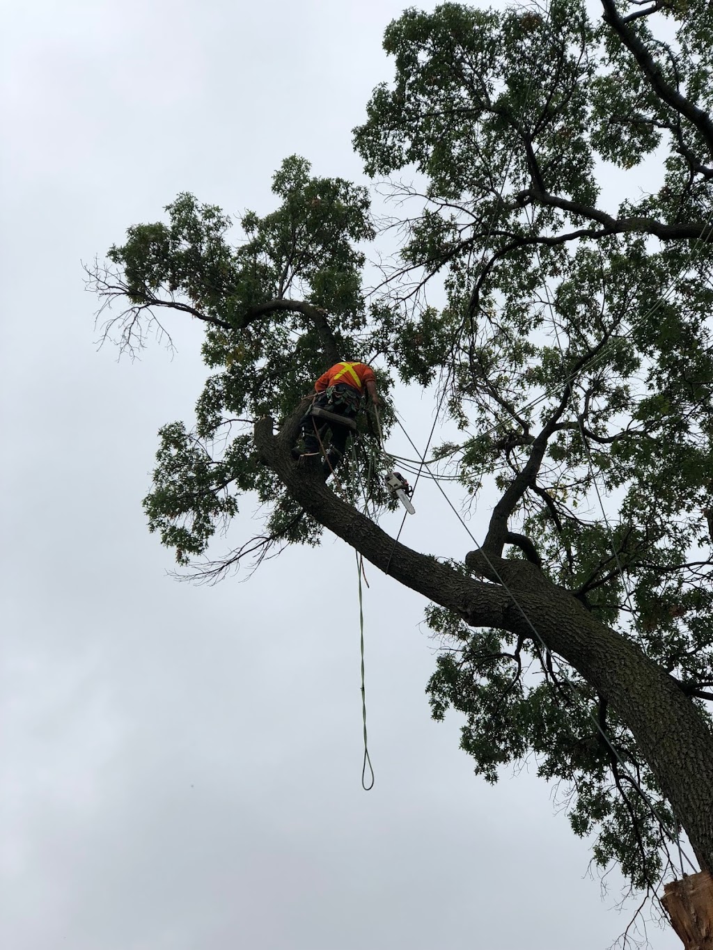 Al Miley Arborist | Tree Removal Toronto | 203 Toryork Dr, North York, ON M9L 1Y2, Canada | Phone: (416) 749-3723