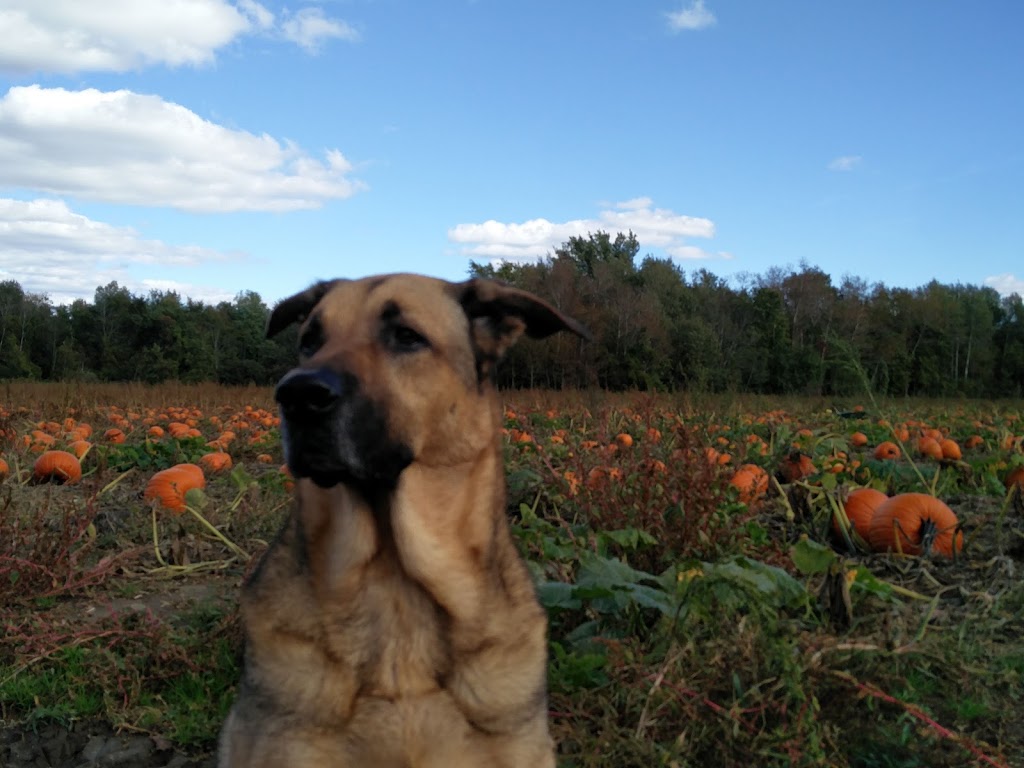 Parkinson’s U pick Pumpkin patch | 5380-, 5678 Wellington County Rd 29, Guelph, ON N1H 6J1, Canada