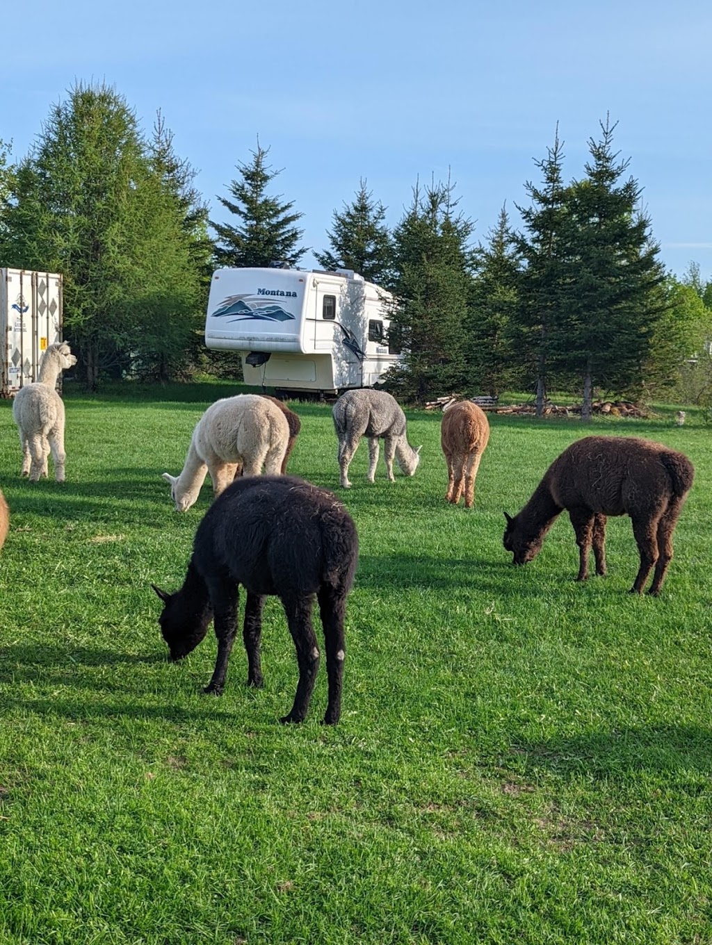 Ferme Les Alpagas Là! Là! | 518 Rang O, Saint-Ambroise, QC G7P 2X7, Canada | Phone: (418) 321-5252