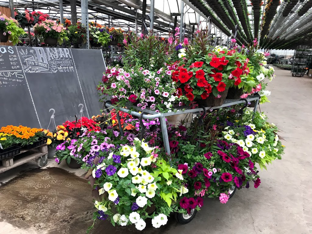 Antonio Bajar Greenhouses | 18545 Keele St, King, ON L3Y 4V9, Canada | Phone: (905) 775-2773