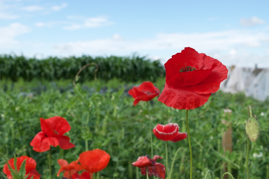 Parsnips and Paddocks | 235037 TWP 463, Wetaskiwin, AB T9A 1X1, Canada | Phone: (780) 387-0735