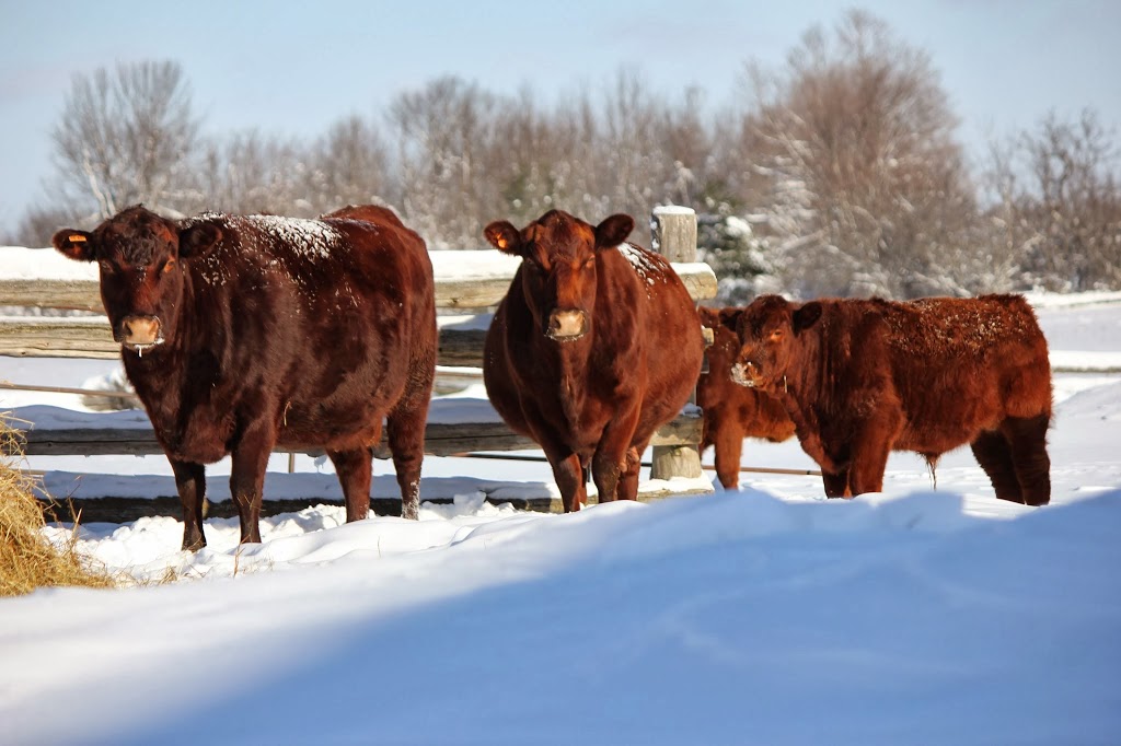 Ashton Glen Farm | Kidd Rd, Beckwith, ON K0A 1B0, Canada | Phone: (613) 257-4569