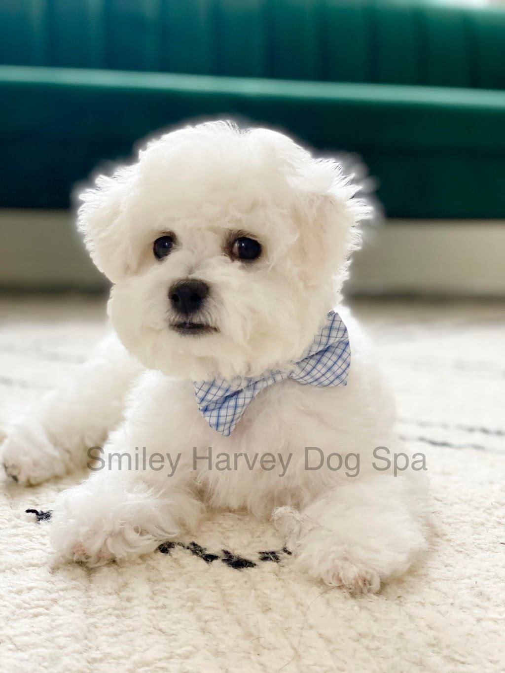 Smiley Harvey Dog Spa | 15 Henderson Ave, Thornhill, ON L3T 2K4, Canada | Phone: (289) 597-2366