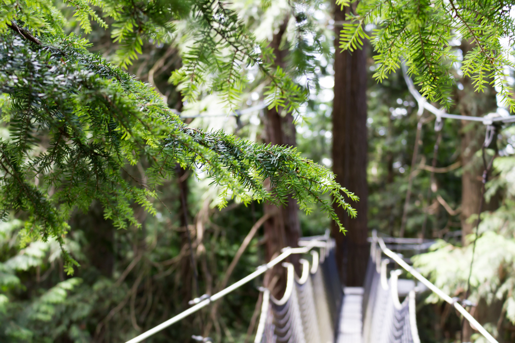 Greenheart TreeWalk | 6804 SW Marine Dr, Vancouver, BC V6T 1Z1, Canada | Phone: (604) 822-3928