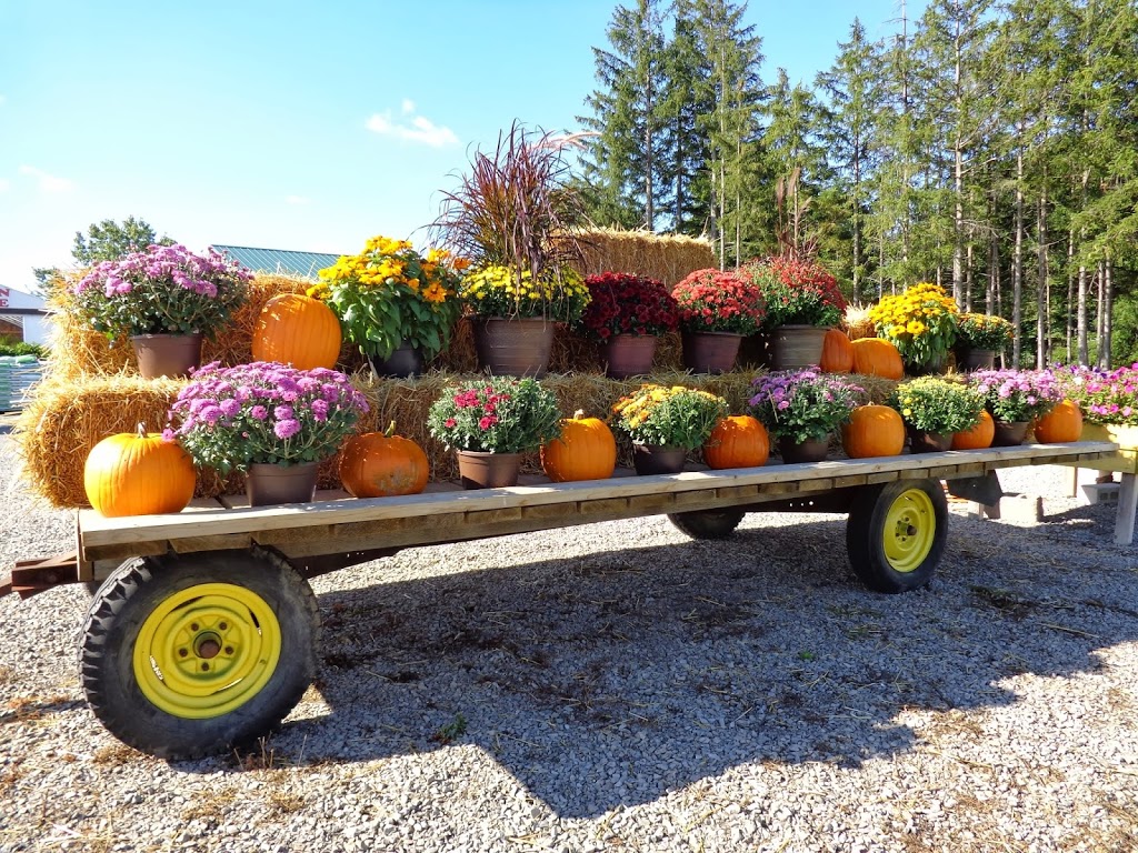 Bloomin Crazy Garden Centre | 230 Hwy 20 E, Fonthill, ON L0S 1E6, Canada | Phone: (905) 980-4376