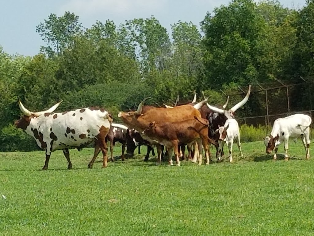 African Lion Safari | 1386 Cooper Rd, Cambridge, ON N1R 5S2, Canada | Phone: (519) 623-2620