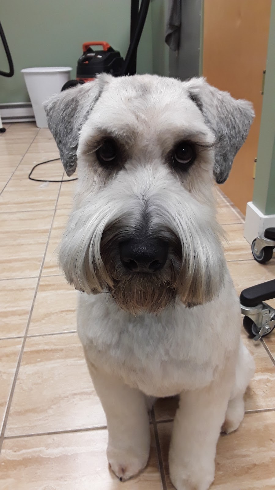 Dog Grooming By Cherie | 1824 Alberni Hwy, Coombs, BC V0R 1M0, Canada | Phone: (250) 702-8707