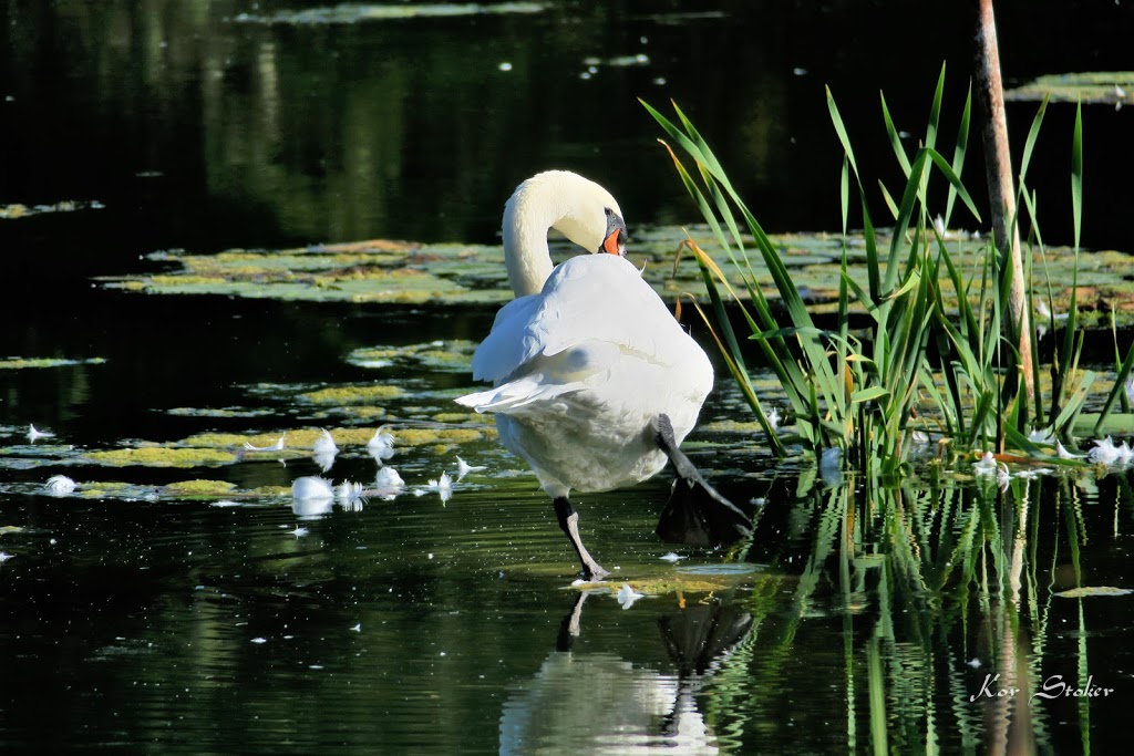 Nawautin Nature Sanctuary | 100 Keewatin Dr, Grafton, ON K0K 2G0, Canada | Phone: (613) 827-4263