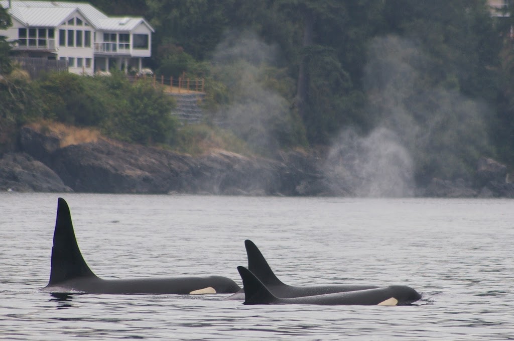 Sooke Whale Watching | 1581 Dufour Rd, Sooke, BC V9Z 0T6, Canada | Phone: (250) 642-2343