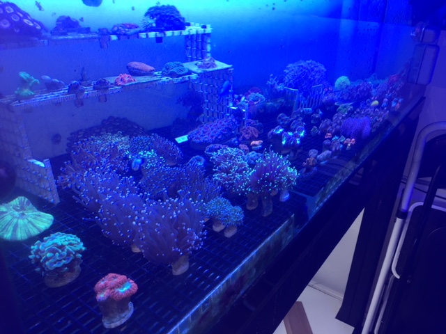 In2Deep Corals | 49 Palomino Dr, Brantford, ON N3P 1J6, Canada | Phone: (905) 981-9410