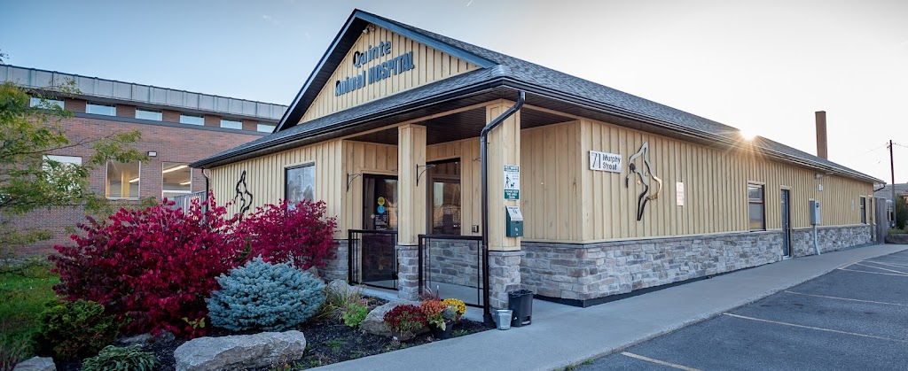 Quinte Animal Hospital | 71 Murphy St, Trenton, ON K8V 0C3, Canada | Phone: (613) 392-8900