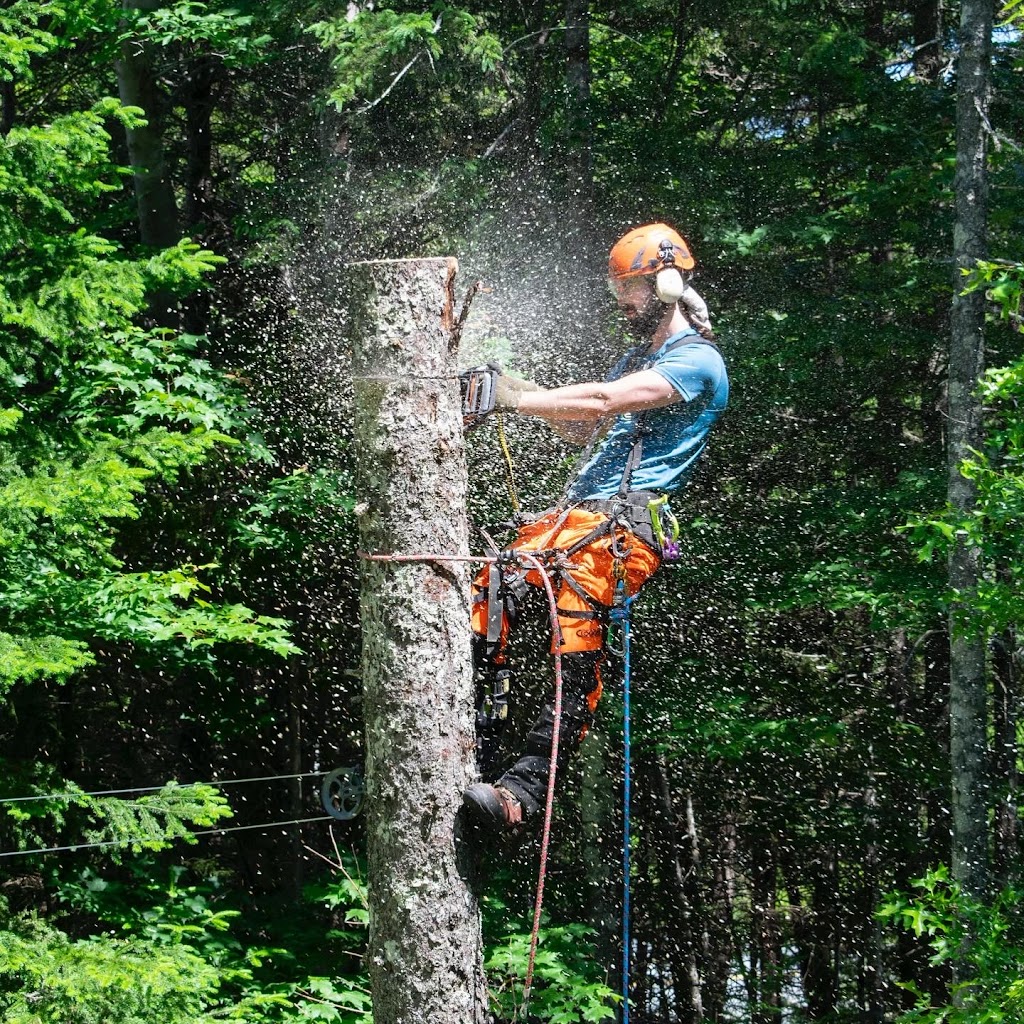 Woodhead Tree Service | Kingswood Dr, Hammonds Plains, NS B4B 1K2, Canada | Phone: (902) 223-4466