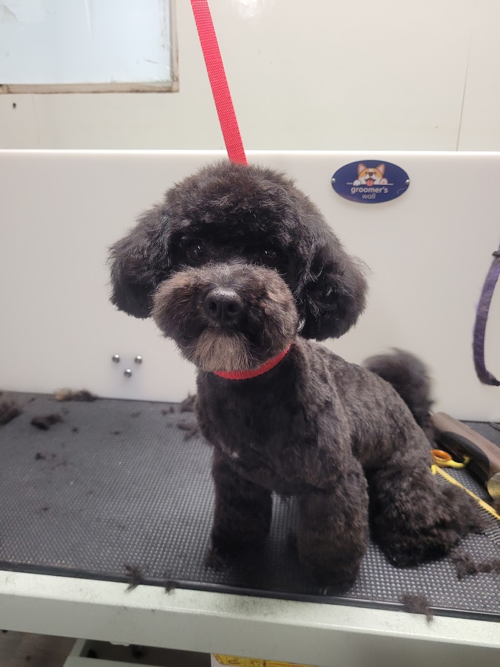 Furry Fannys Pet Grooming | 166 11 St, Winkler, MB R6W 1X1, Canada | Phone: (204) 384-5833