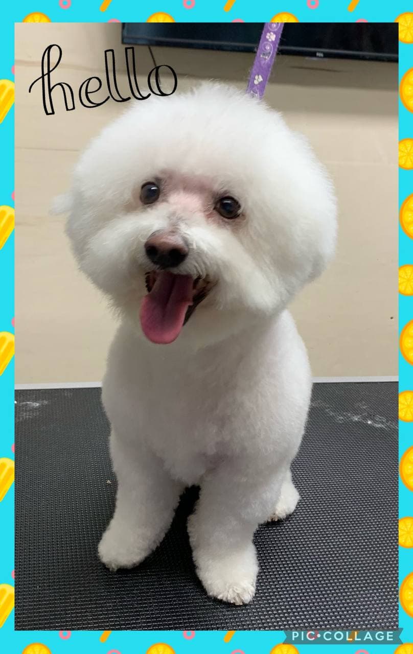 Tatianas Dog Grooming | 332 Park W Dr, Winnipeg, MB R3Y 0V8, Canada | Phone: (204) 881-2724