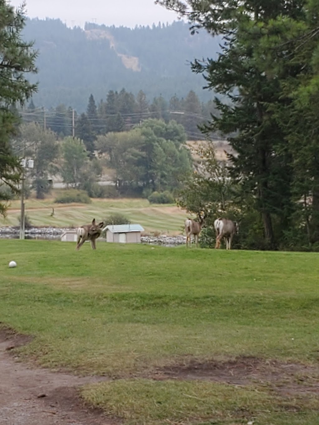 Mission Hills Golf Course | 3320 Theatre Rd, Cranbrook, BC V1C 7B8, Canada | Phone: (250) 489-3009