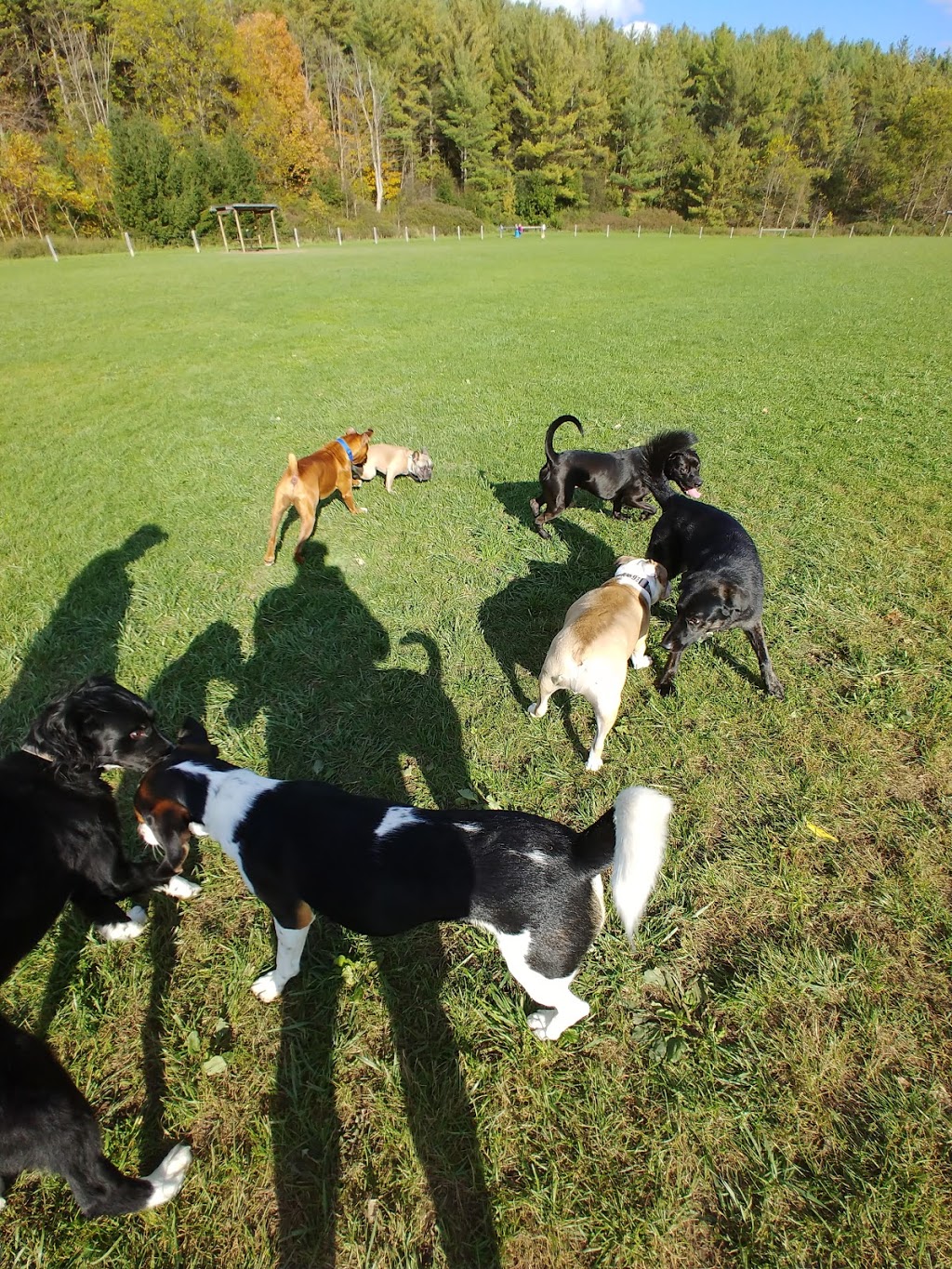 Kettle Creek Dog Park | 44070 Mapleton Line, St. Thomas, ON N5P 3T3, Canada