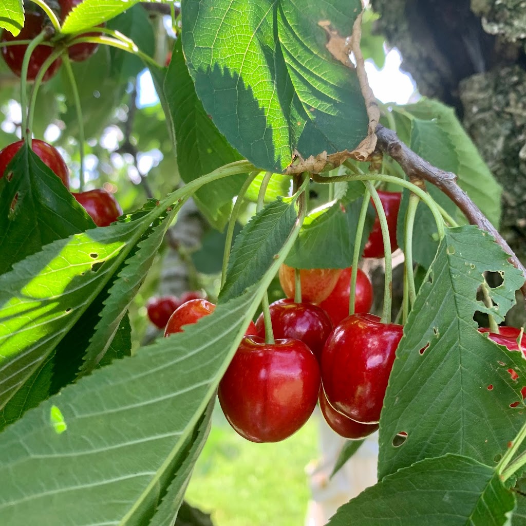 Rock Glen Orchards | 8892 Rock Glen Rd, Arkona, ON N0M 1B0, Canada | Phone: (519) 828-3074