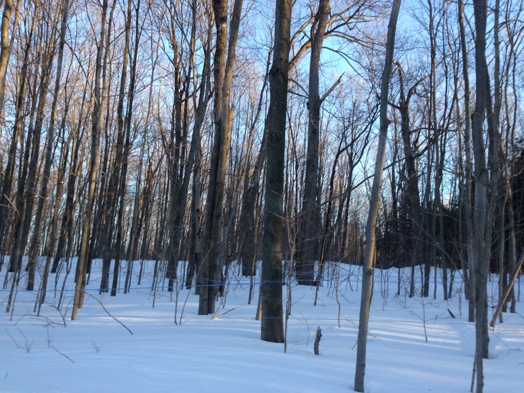 Cabane à sucre Eau Tronc Sucré | 12100 Route Sir Wilfrid Laurier, Mirabel, QC J7N 1P5, Canada | Phone: (450) 858-3910