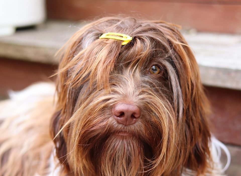 Schapendoes Of Messy Hair Kennels | 19 Mill St E, Tottenham, ON L0G 1W0, Canada | Phone: (905) 936-5986