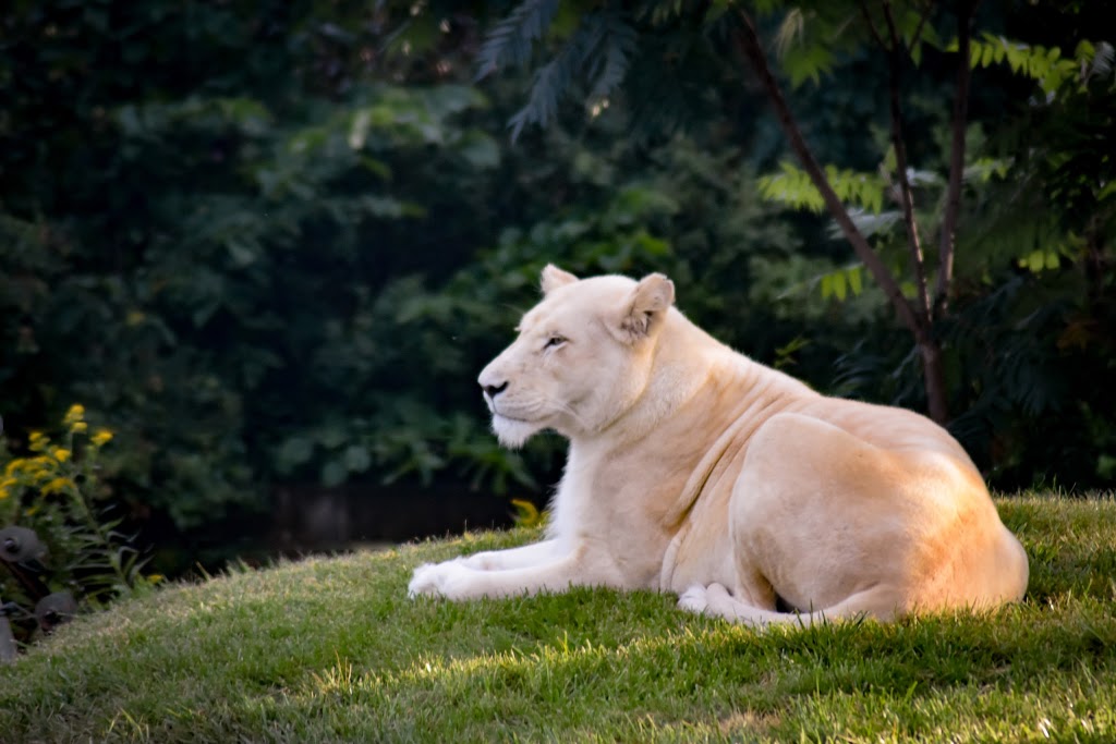 Lion Exhibit | 2000 Meadowvale Rd, Scarborough, ON M1B 5K7, Canada | Phone: (416) 392-5929