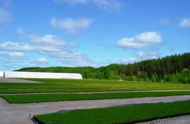 Coopérative Serres et pépinière Girardville | 3105 Rte Industrielle, Girardville, QC G0W 1R0, Canada | Phone: (418) 258-3666