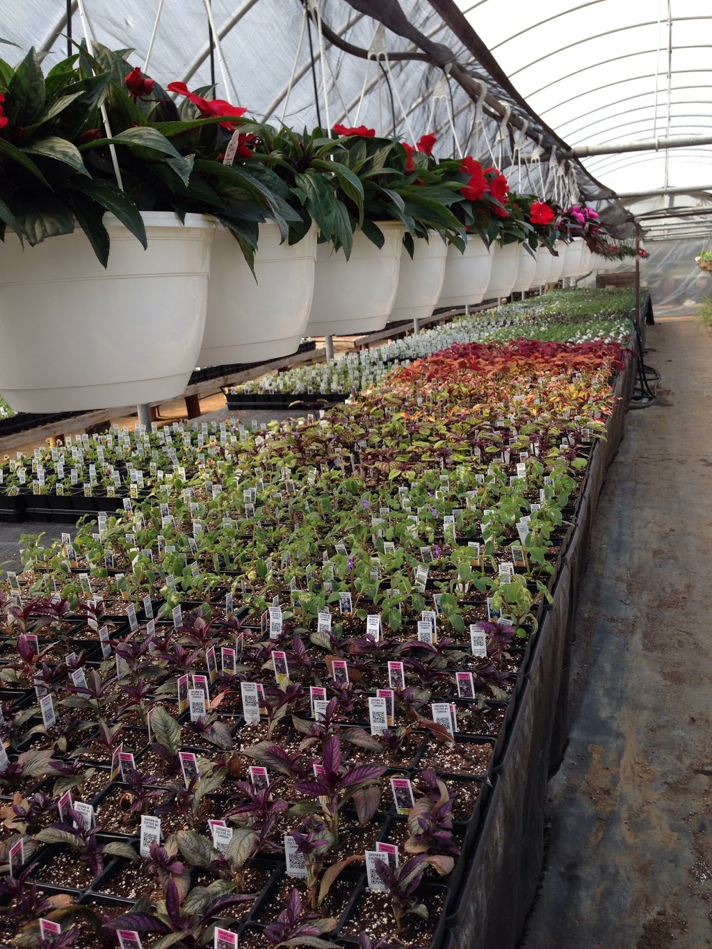 Old Mill Greenhouse | 22112 Gibson Rd, Mount Brydges, ON N0L 1W0, Canada | Phone: (519) 264-1638