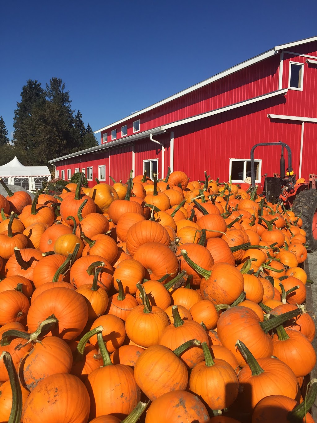 Laity Pumpkin Patch - North | 21145 128 Ave, Maple Ridge, BC V4R 2R9, Canada | Phone: (604) 467-4302