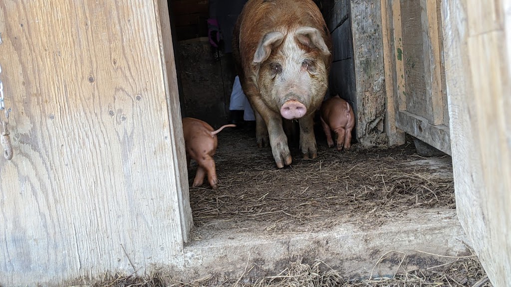 Peabody Farm | 26 Chem. Sullivan, Venosta, QC J0X 3E0, Canada | Phone: (613) 558-4517