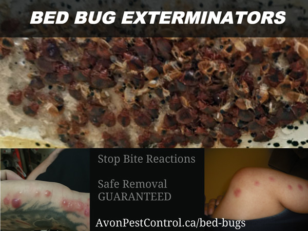 Avon Pest Control Vancouver | 650 Princess Ave, Vancouver, BC V6A 3E1, Canada | Phone: (604) 805-0278