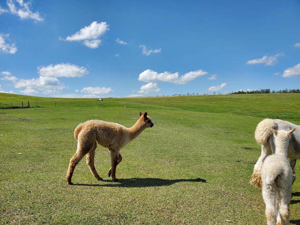 Kirk’s Alpaca Farm | Range Rd 255, Torrington, AB T0M 2B0, Canada | Phone: (403) 412-9166