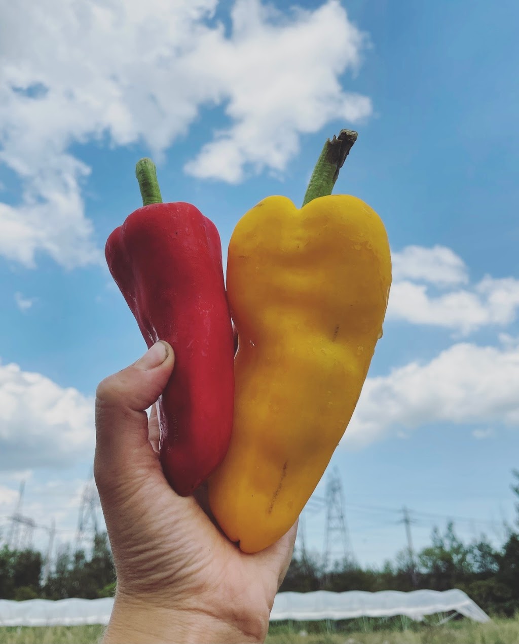 Ferme la terre entière | 1451 Chem. dAnjou, Boucherville, QC J4B 5E4, Canada | Phone: (438) 394-5227