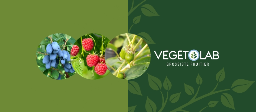 Végétolab - Grossiste de plants fruitiers | 6502 Avenue du Pont N, Alma, QC G8E 1X7, Canada | Phone: (418) 347-1737